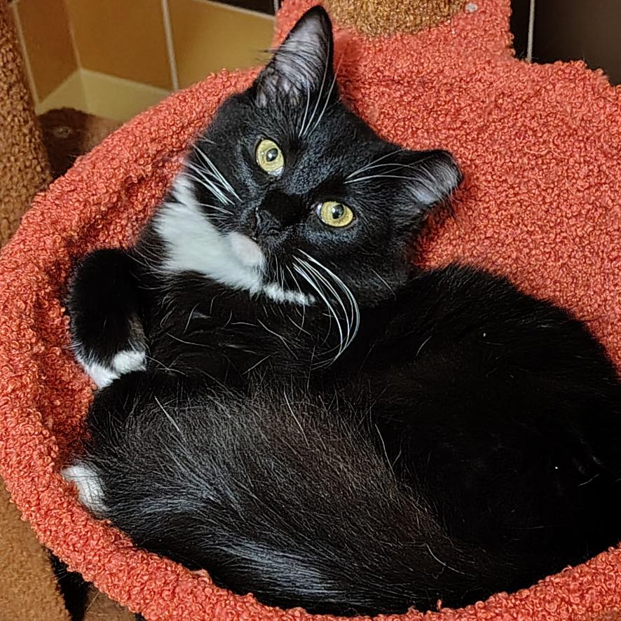 Enlarge Judge Judy, a Adoptable Domestic Medium Hair in Titusville, FL image 2/2