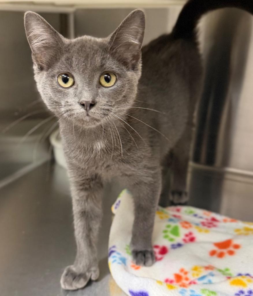 Tennessee, ADOPTABLE, Kitten Male Domestic Short Hair.