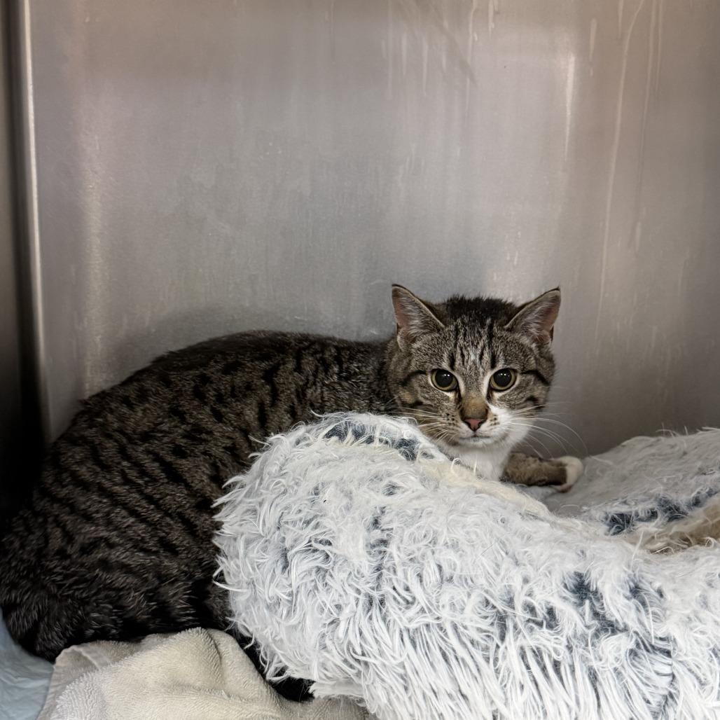 "Valentina", Adoptable, Adult Female Domestic Short Hair.