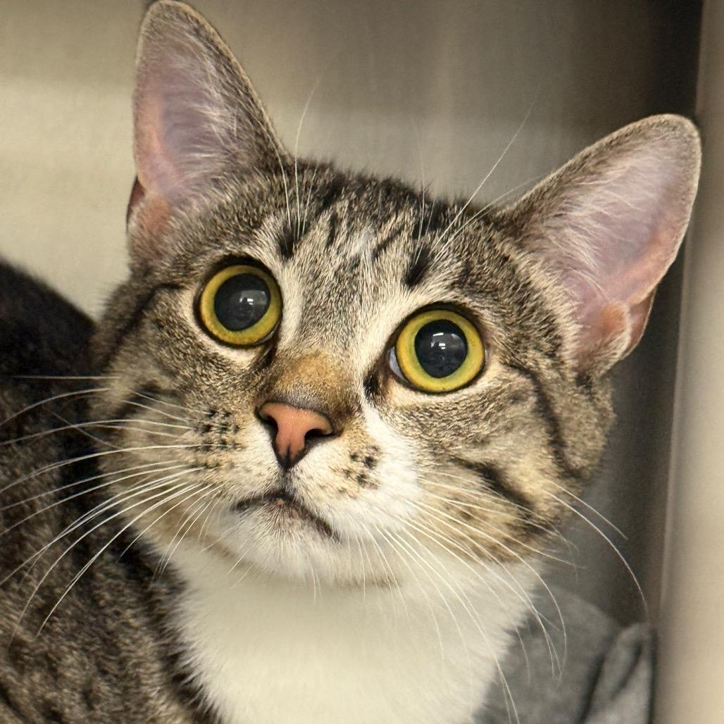 "Valentina", Adoptable, Adult Female Domestic Short Hair.