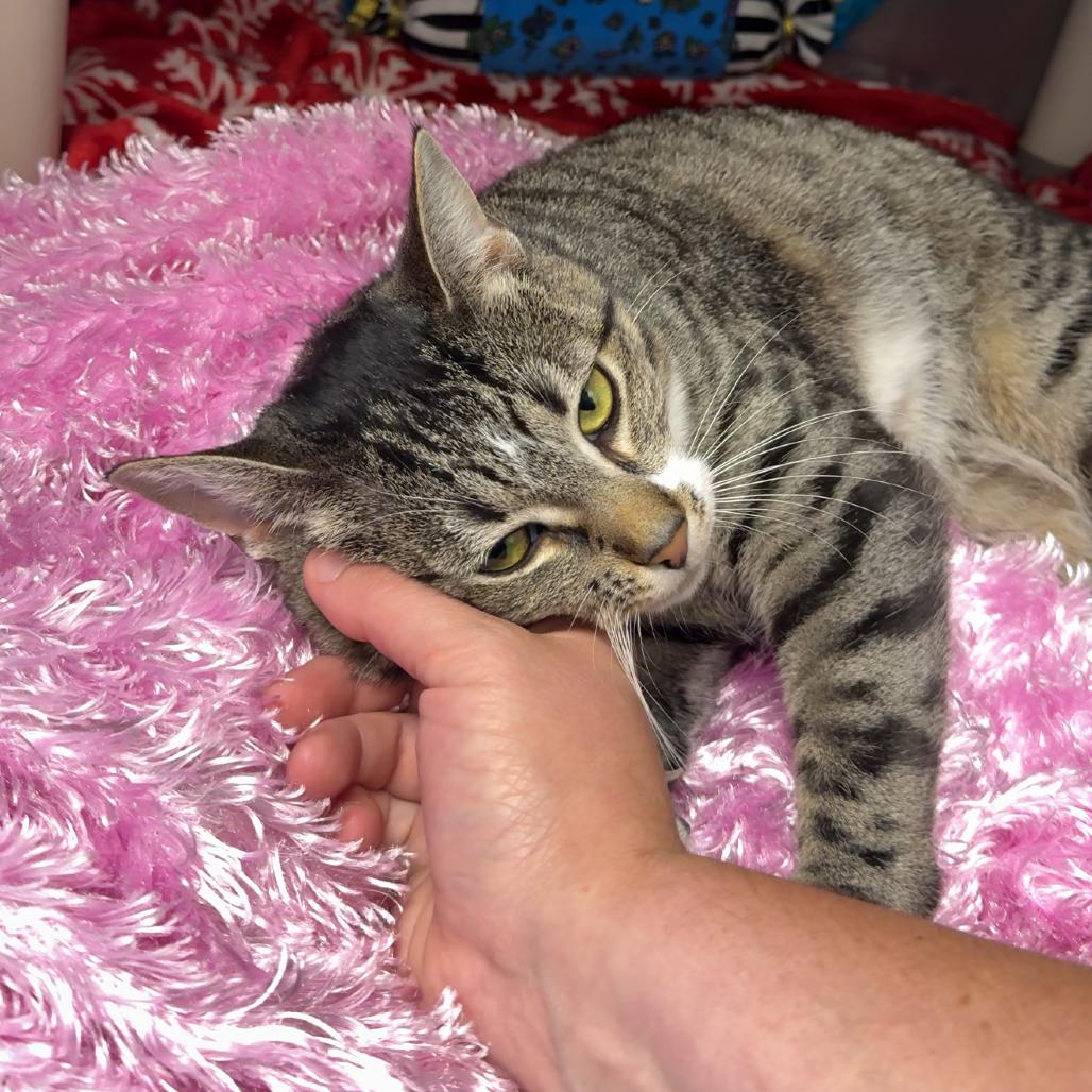 "Valentina", a Adoptable Domestic Short Hair in Perkiomenville, PA image 2/3