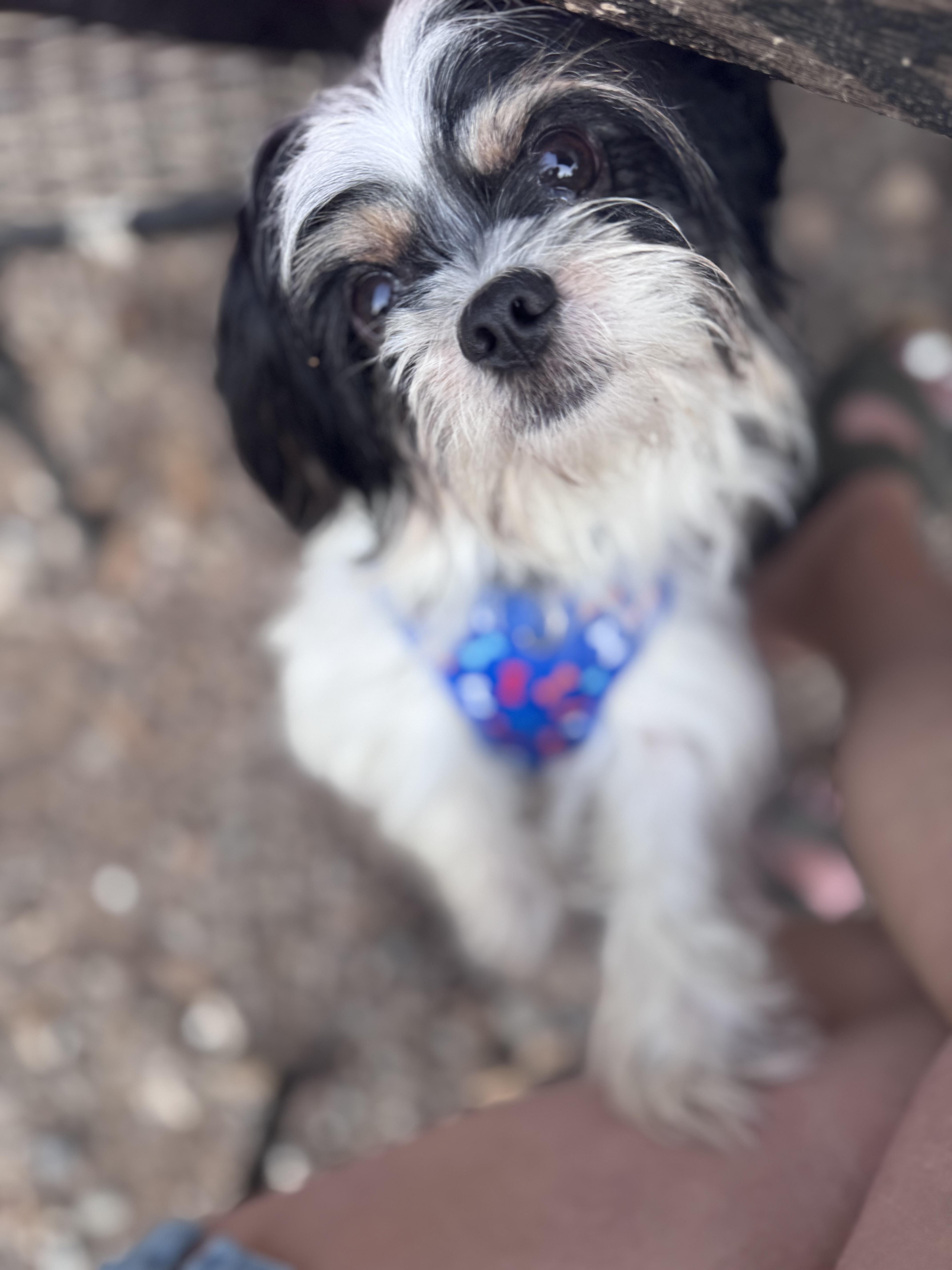 Maxwell, adopted, Young Male Cavalier King Charles Spaniel & Shih Tzu.