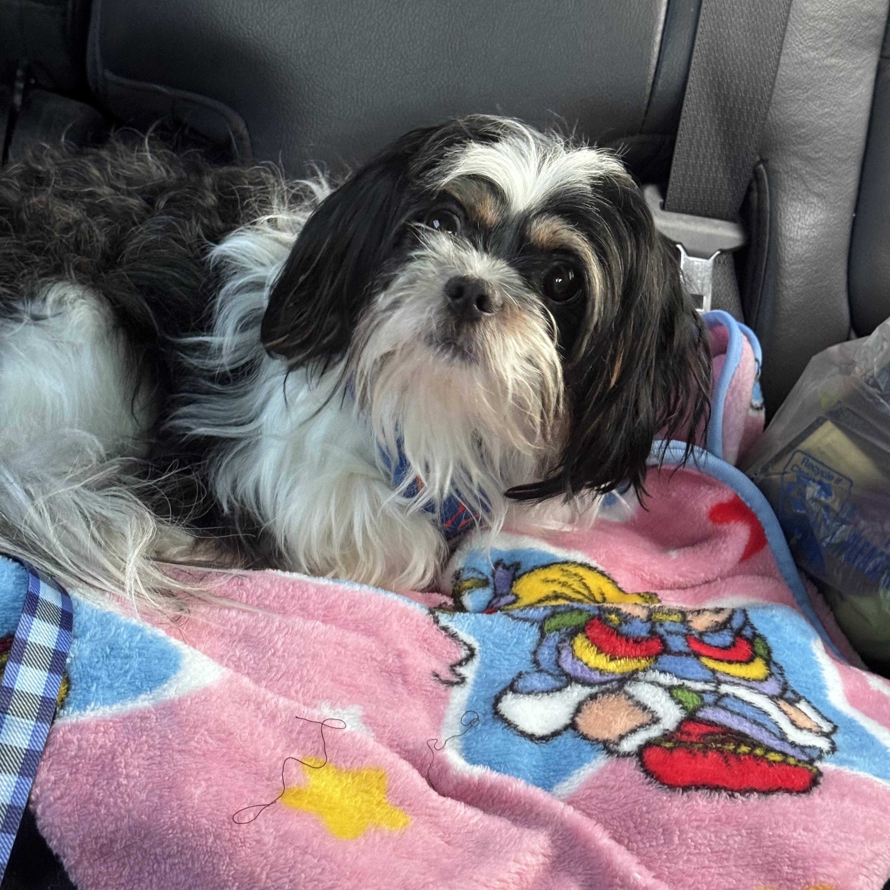Maxwell, an adopted mixed breed in Denver, PA image 2/2