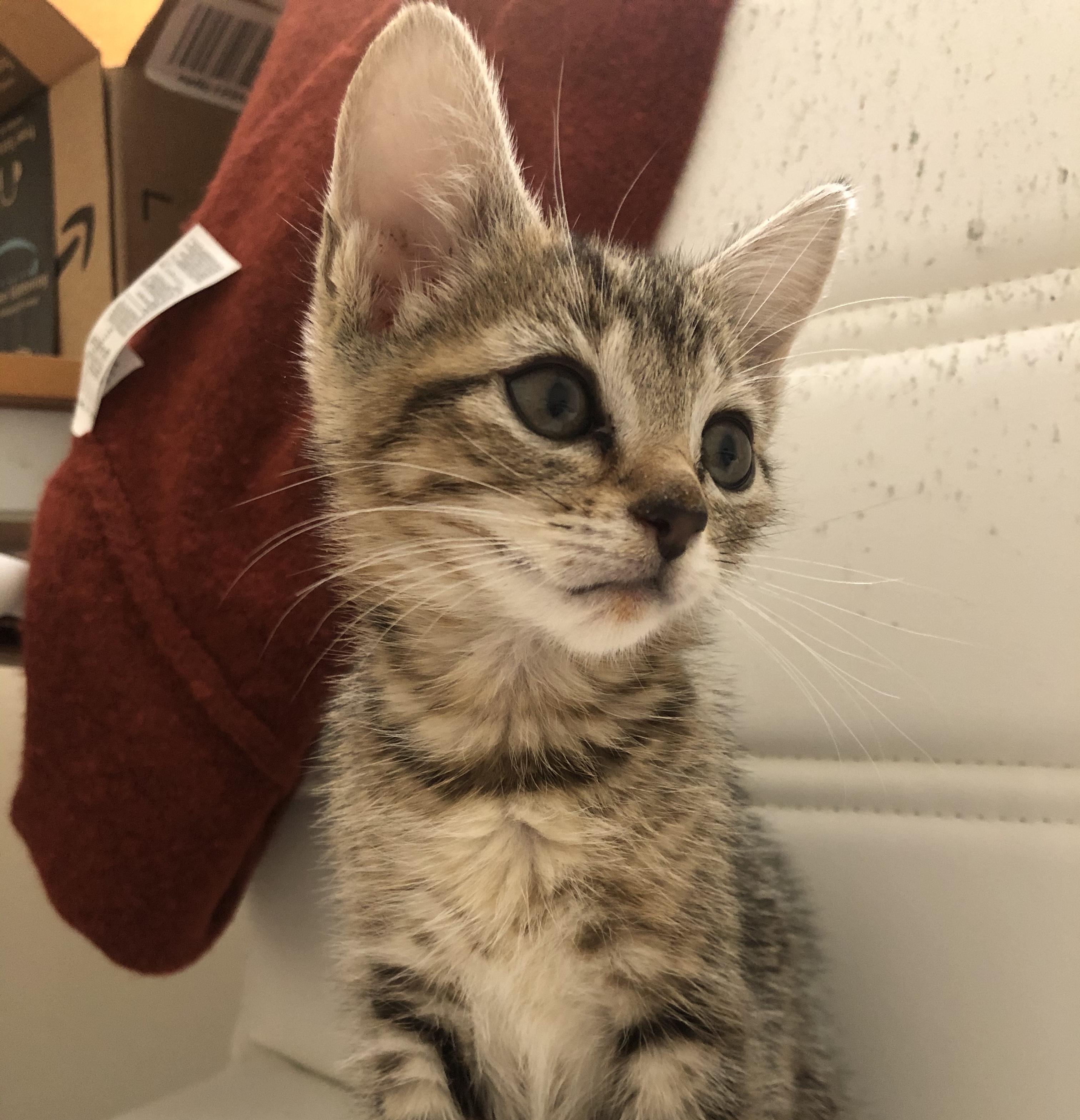 Crash, a Adoptable Domestic Short Hair in Arlington, VA image 5/5