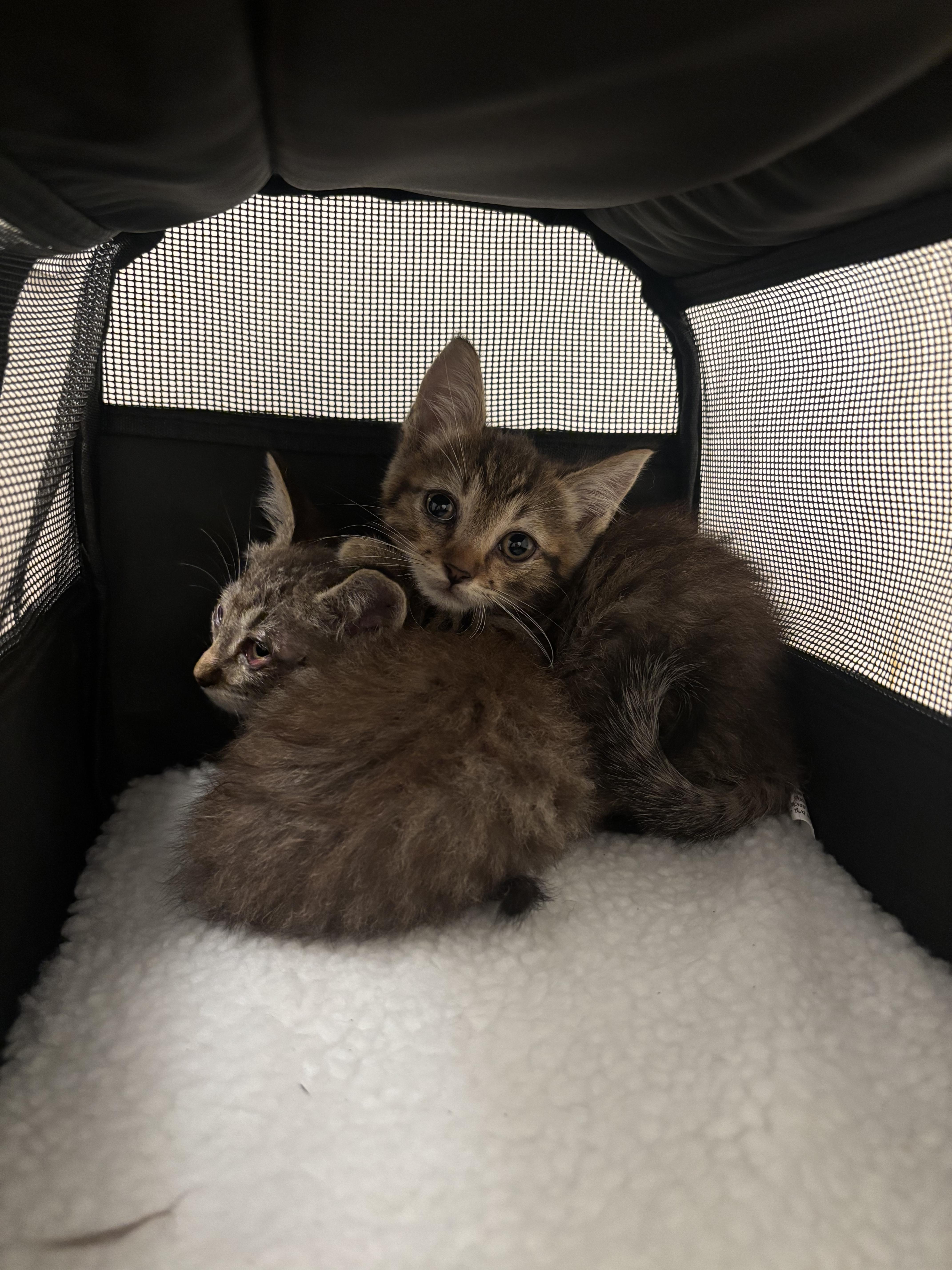 Crash, a Adoptable Domestic Short Hair in Arlington, VA image 4/5