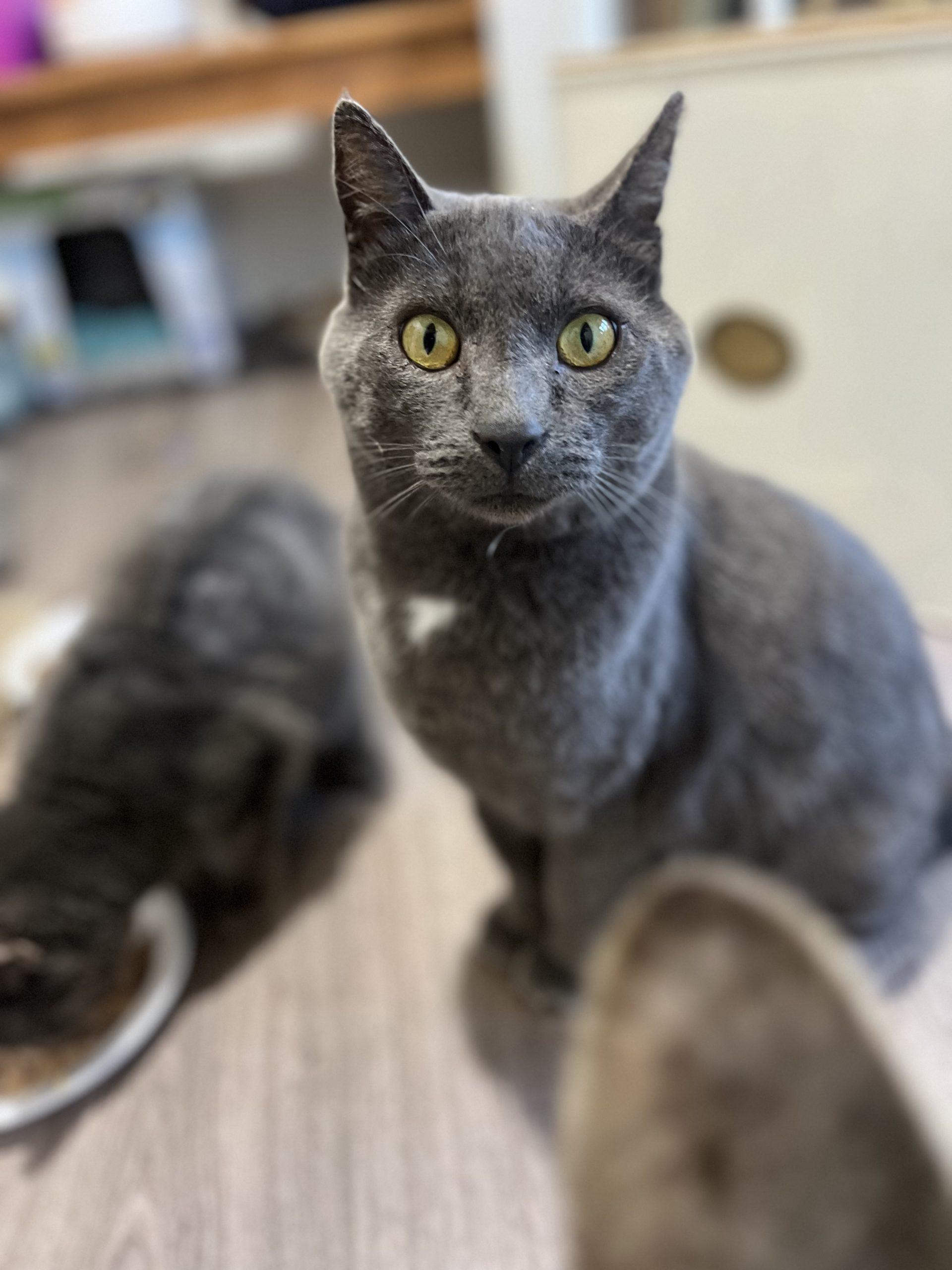 Bonus, Adoptable, Young Male Domestic Short Hair.