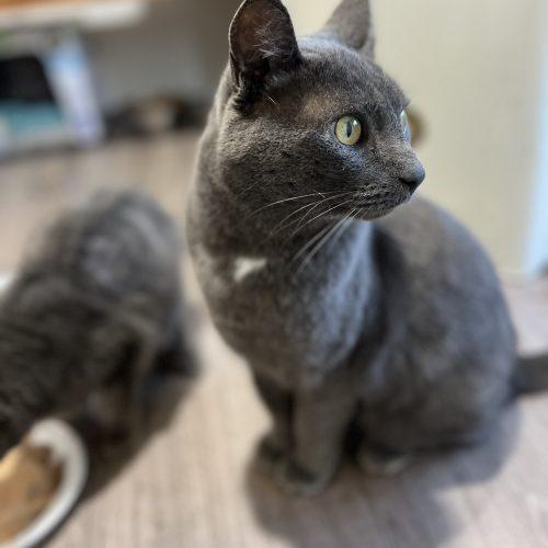 Bonus, Adoptable, Young Male Domestic Short Hair.