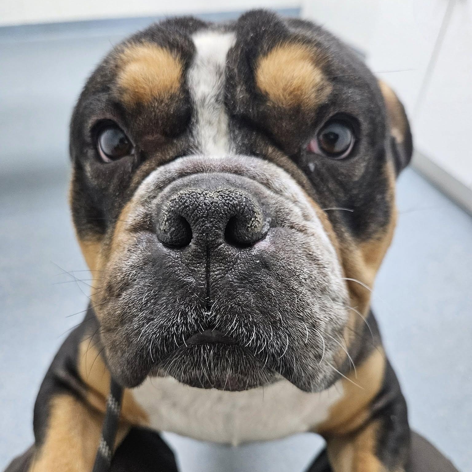 Enlarge Bobby, an adopted Bulldog in Central Falls, RI image 3/6