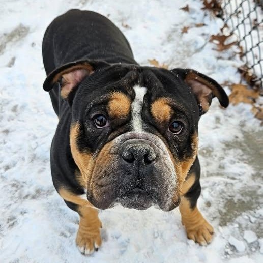 Enlarge Bobby, an adopted Bulldog in Central Falls, RI image 4/6