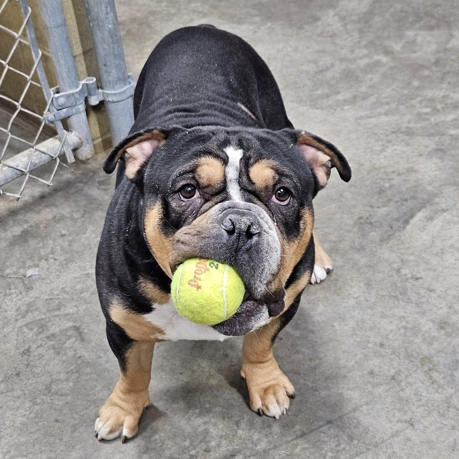 Enlarge Bobby, an adopted Bulldog in Central Falls, RI image 2/6