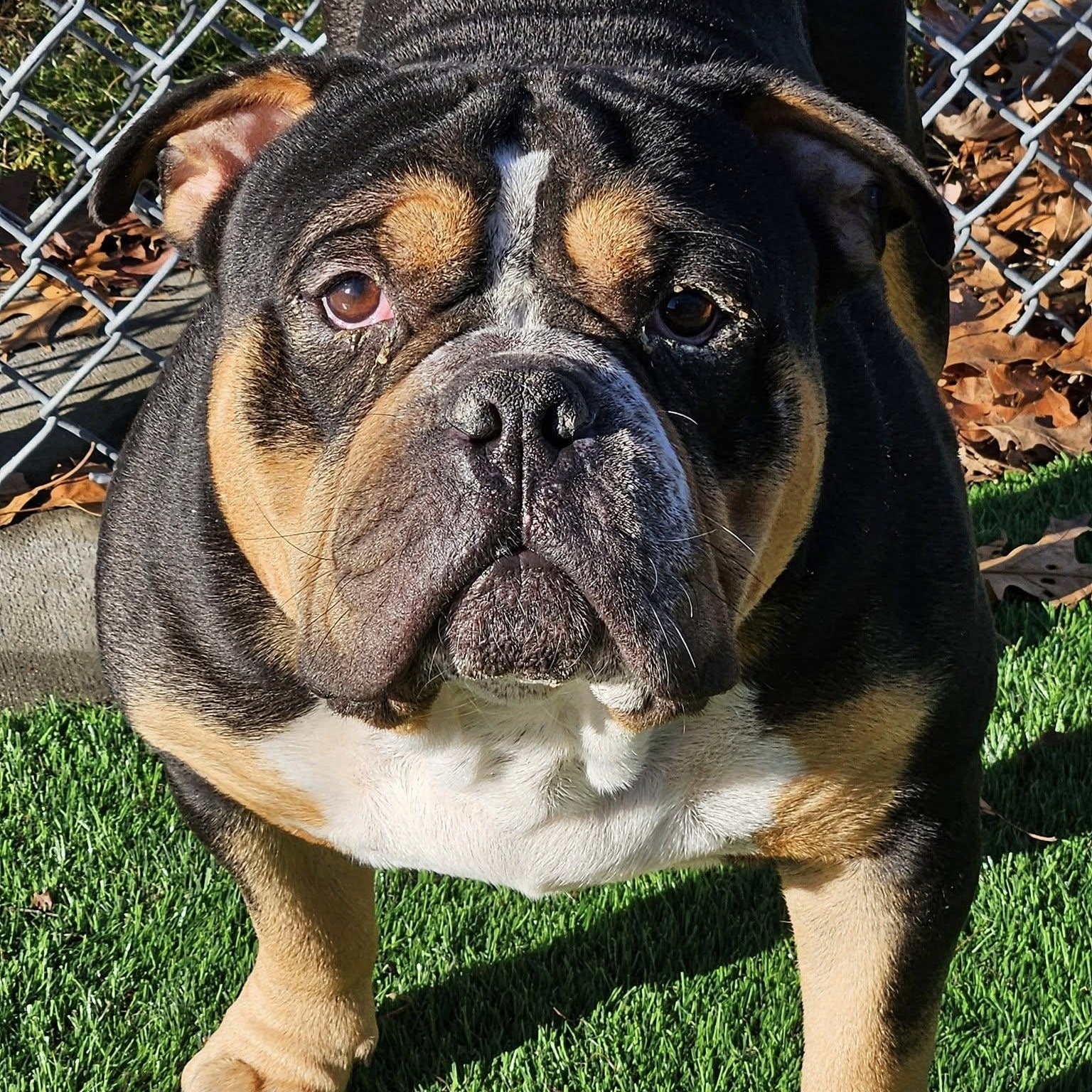 Enlarge Bobby, an adopted Bulldog in Central Falls, RI image 1/6