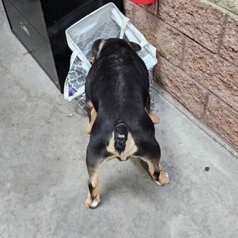 Enlarge Bobby, an adopted Bulldog in Central Falls, RI image 6/6