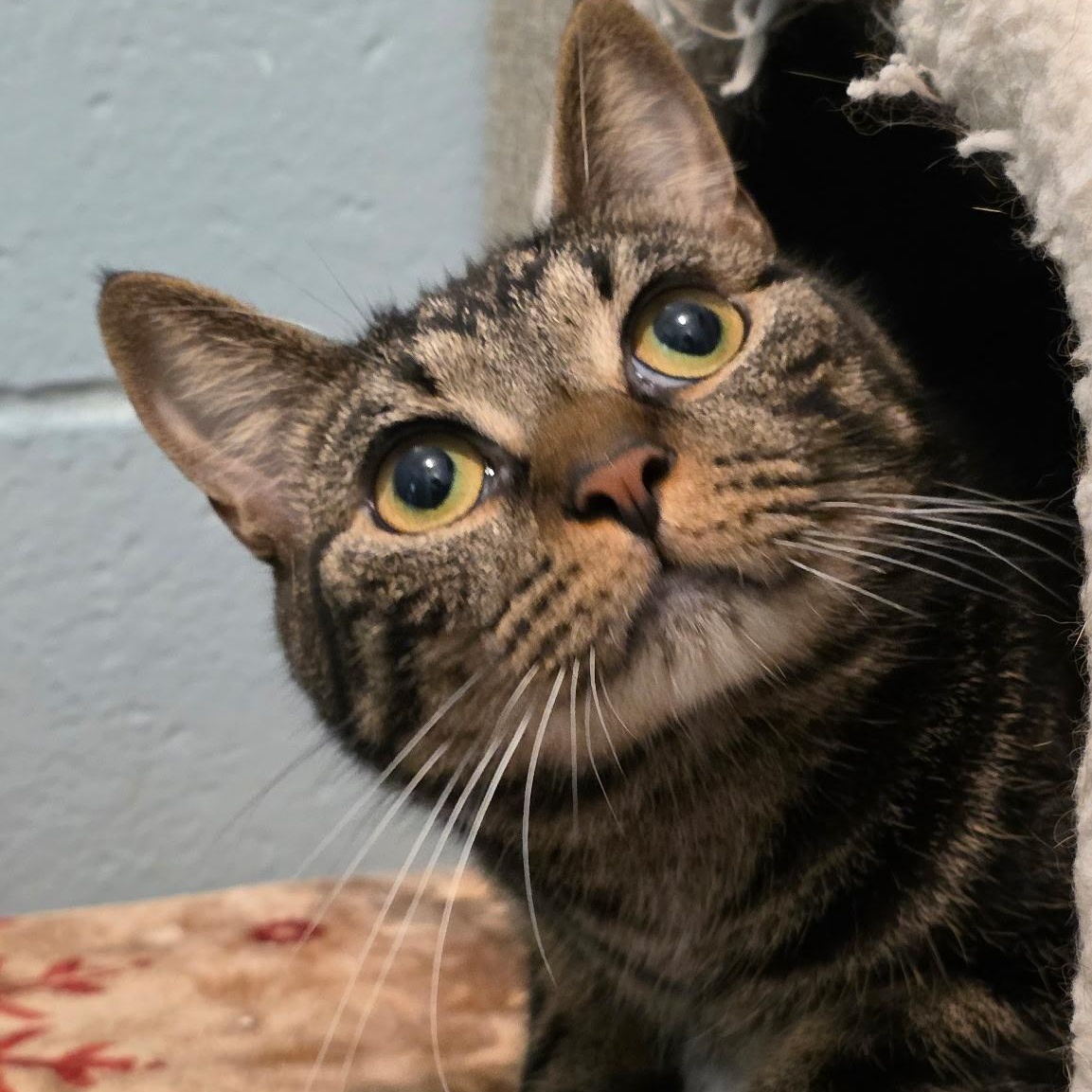 Enlarge Harry & Hermione, a Adoptable mixed breed in Smithtown, NY image 2/3