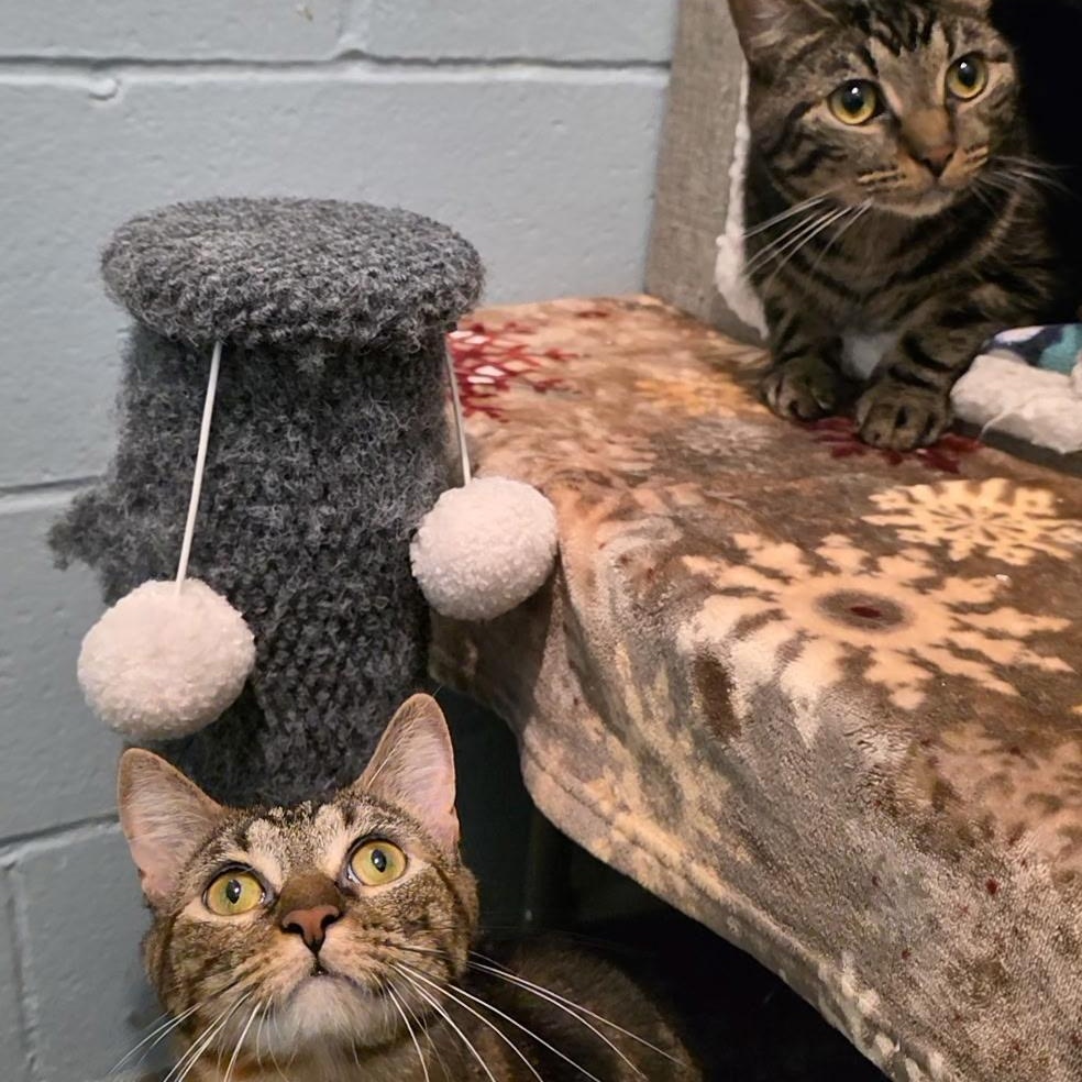 Enlarge Harry & Hermione, a Adoptable mixed breed in Smithtown, NY image 1/3
