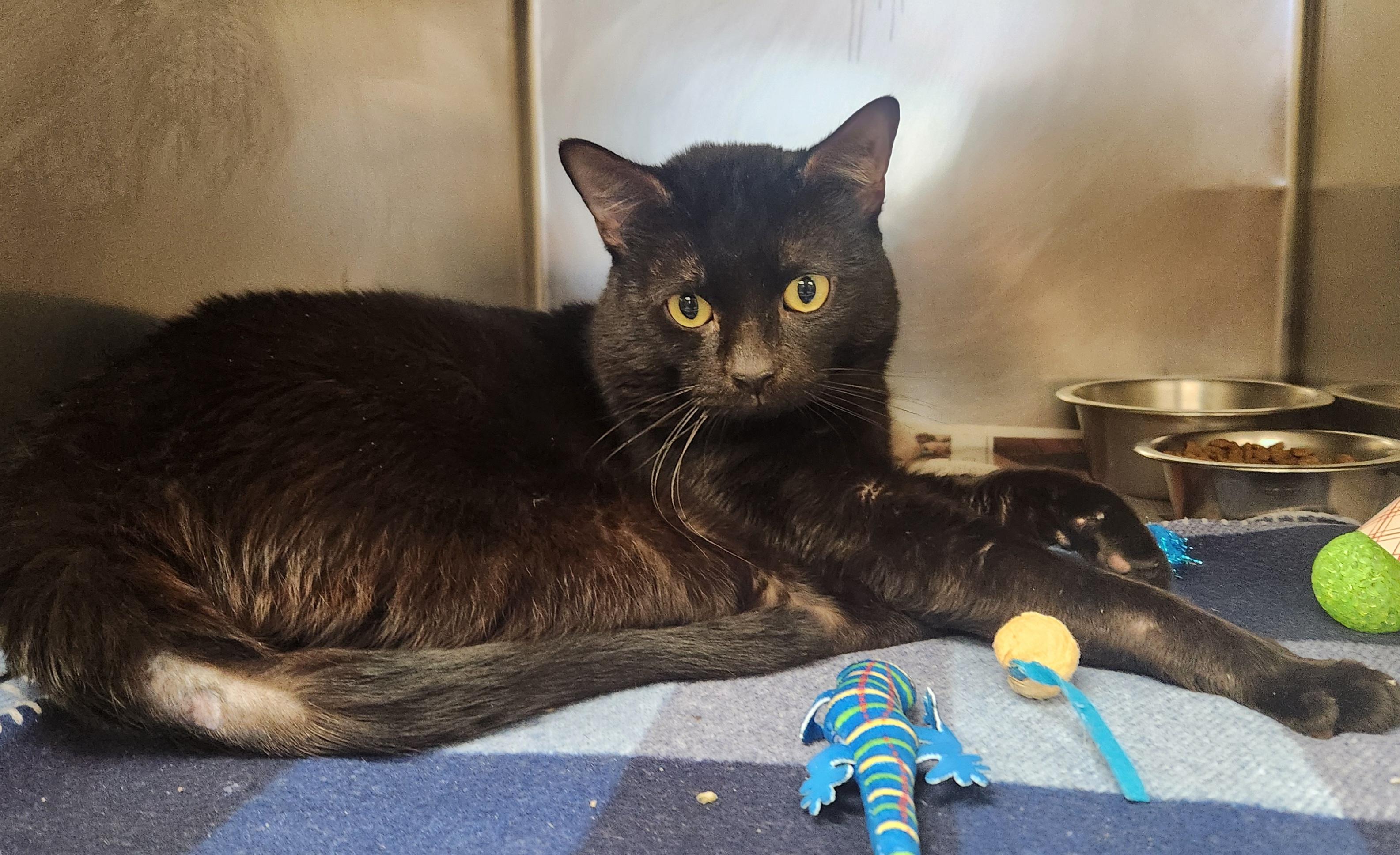 Snaggle, ADOPTABLE, Senior Male Domestic Short Hair.