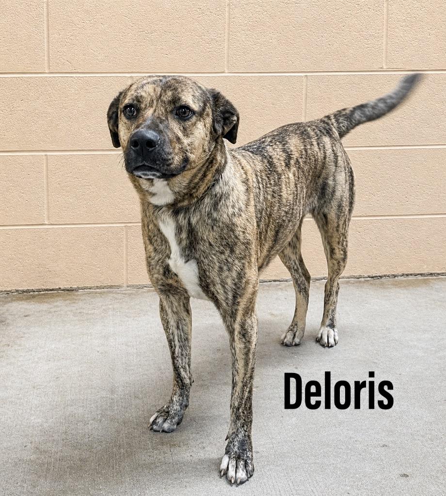 Enlarge Deloris, a Adoptable mixed breed in Clearfield, KY image 1/1