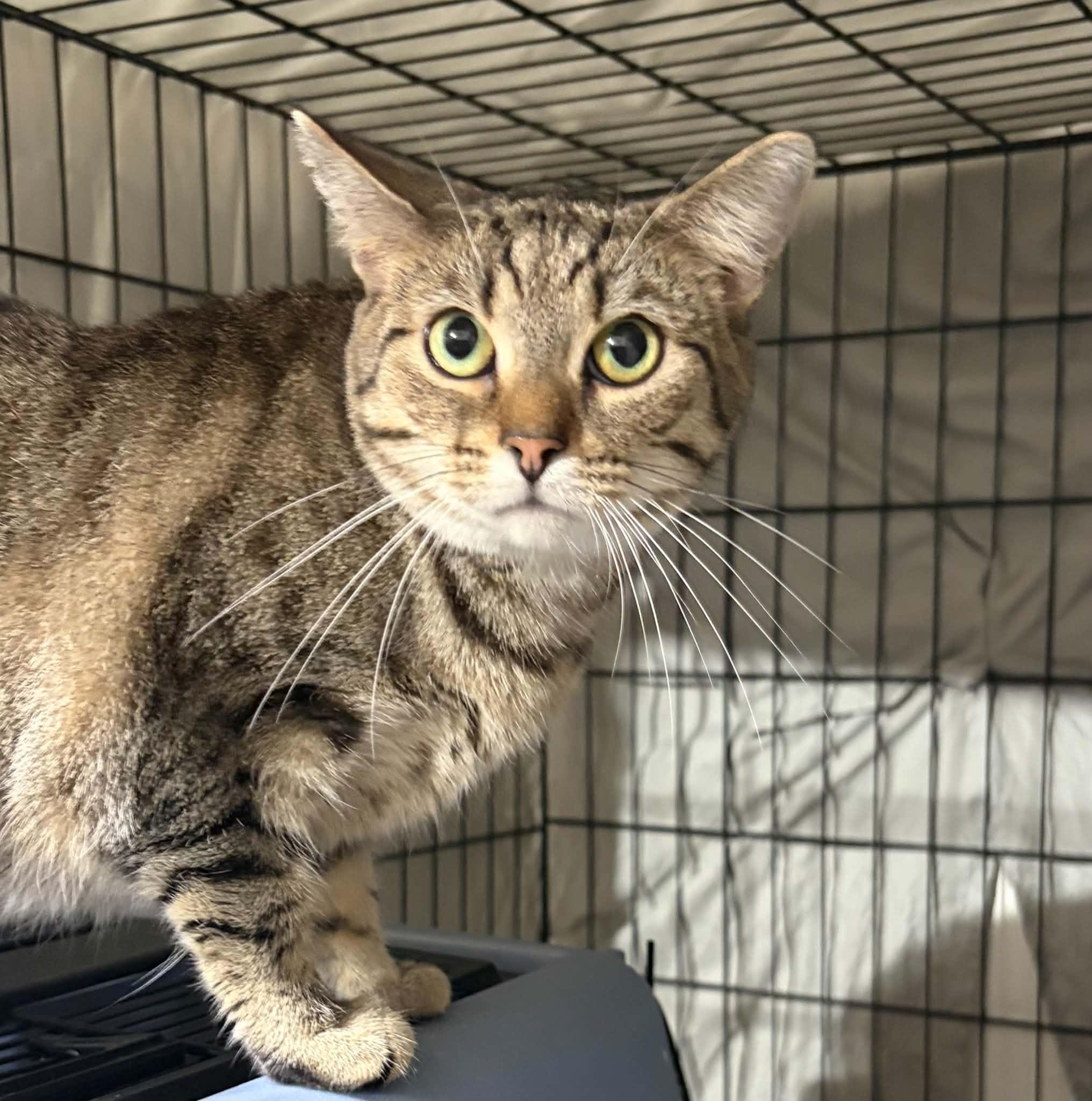 Lily, Adoptable, Adult Female Domestic Short Hair.