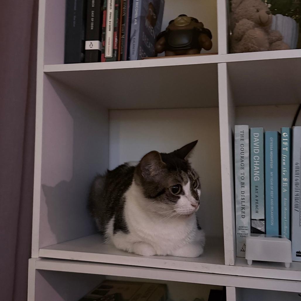 Luna, Adoptable, Adult Female Domestic Short Hair.