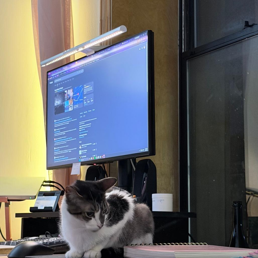 Enlarge Luna, a Adoptable Domestic Short Hair in New York, NY image 2/6