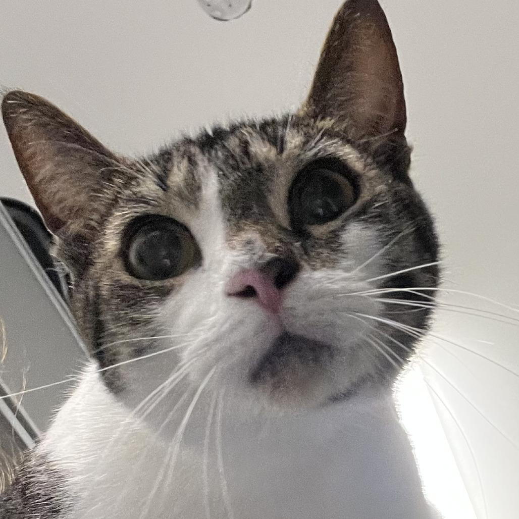 Enlarge Luna, a Adoptable Domestic Short Hair in New York, NY image 3/6