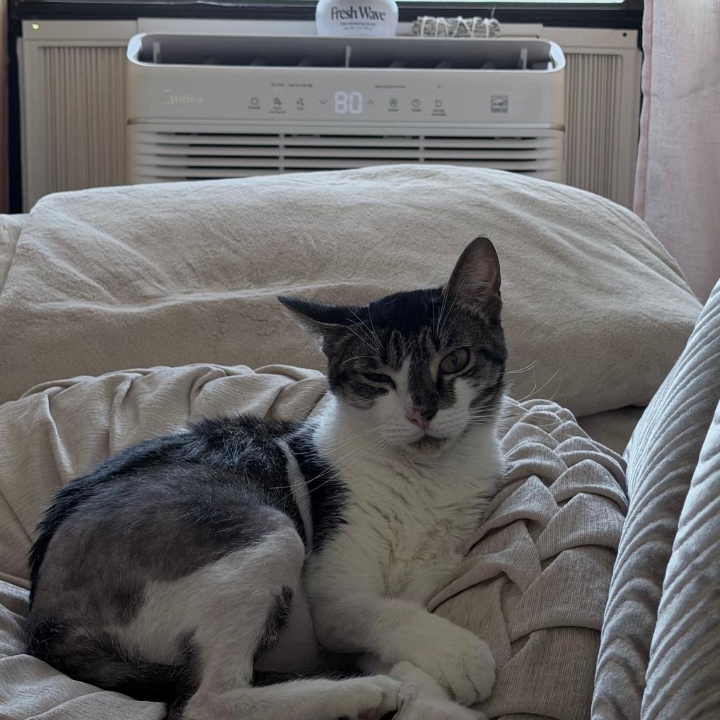 Enlarge Luna, a Adoptable Domestic Short Hair in New York, NY image 4/6