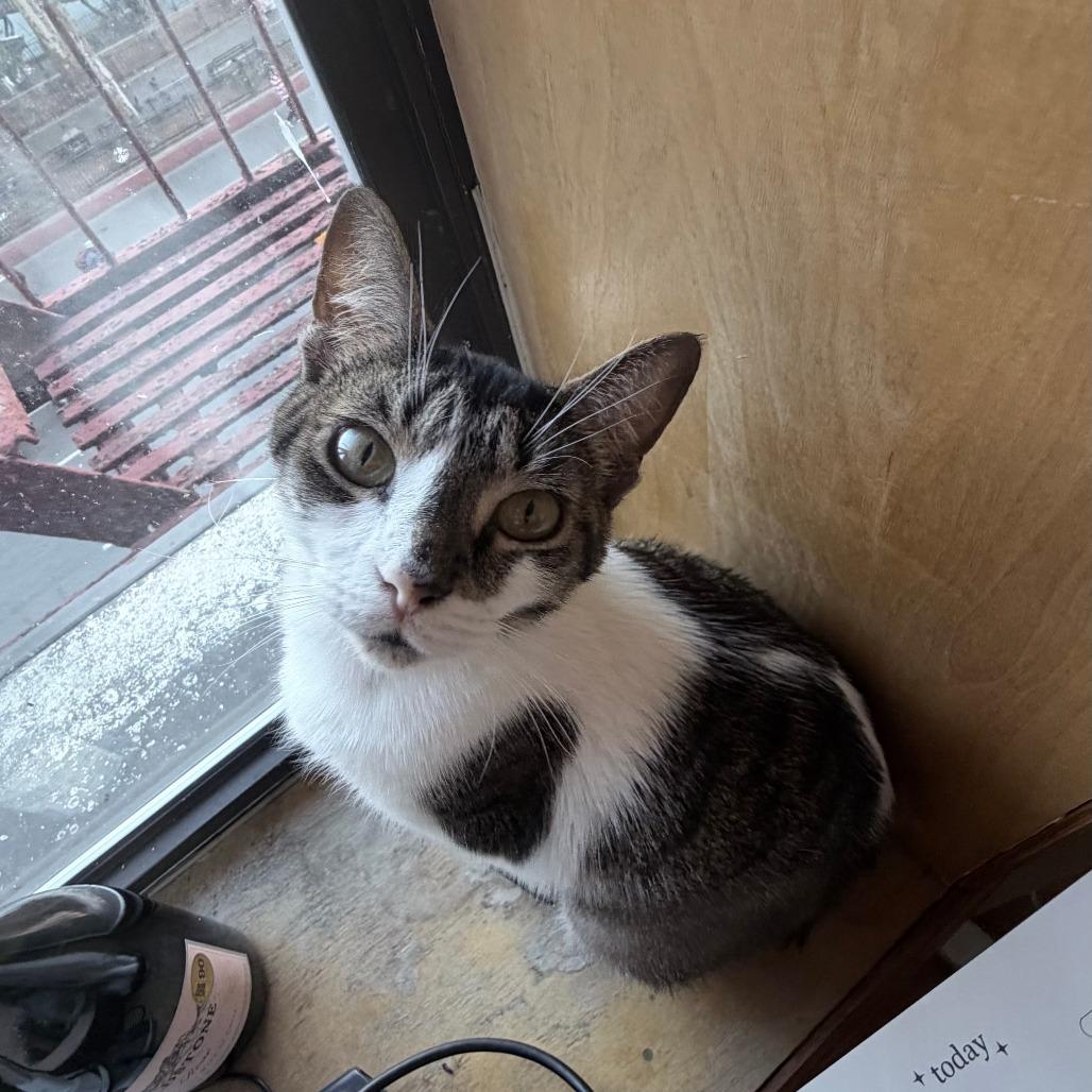 Enlarge Luna, a Adoptable Domestic Short Hair in New York, NY image 5/6