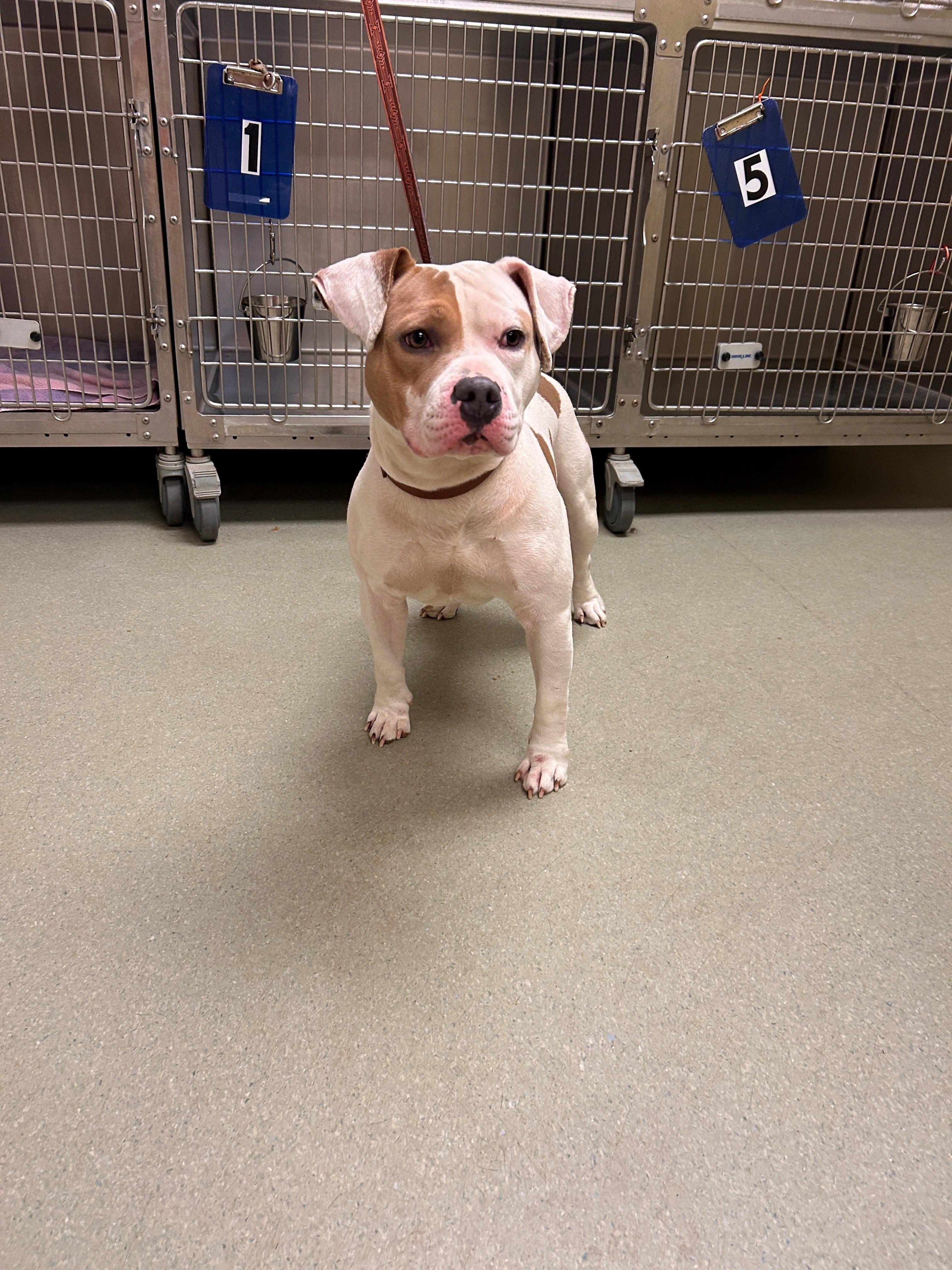 26-0036 "Butch", ADOPTABLE, Adult Male Bulldog.