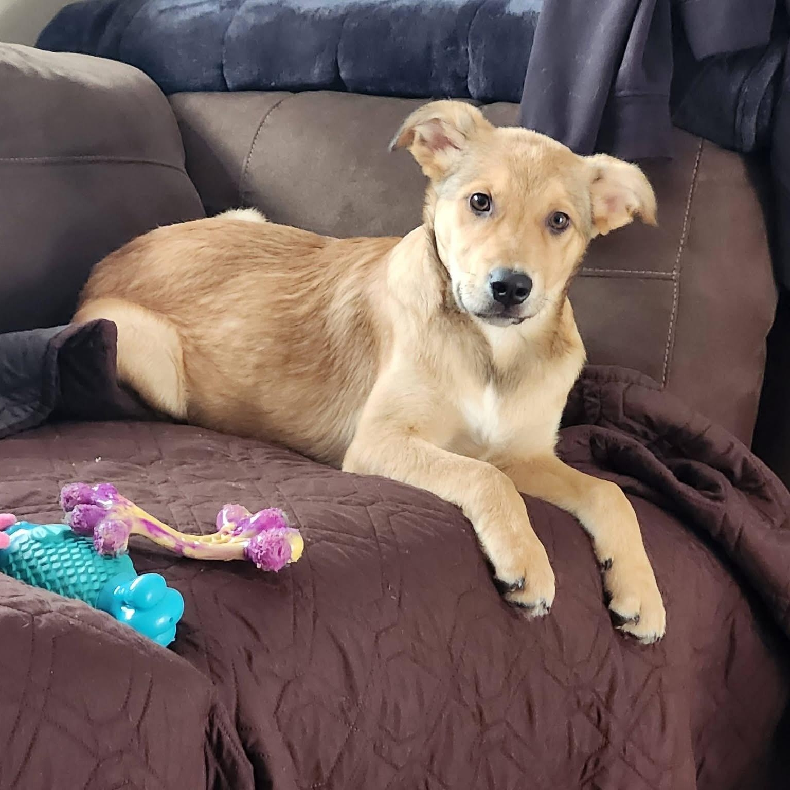 Enlarge Alder, a ADOPTABLE Mixed Breed in Yaphank, NY image 3/6