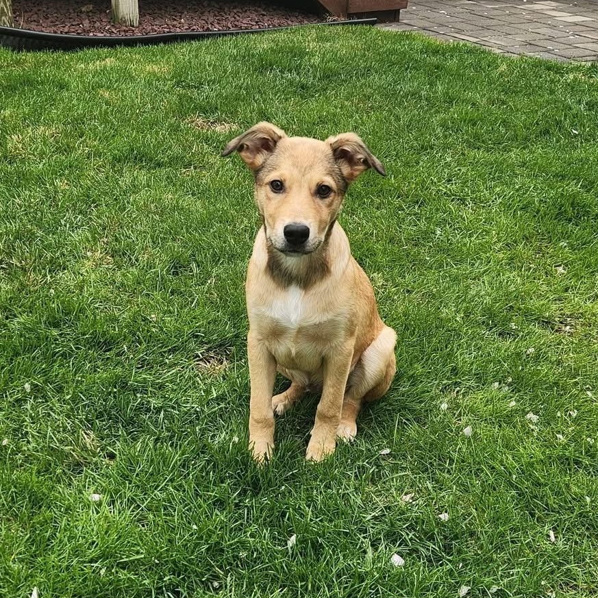 Enlarge Alder, a ADOPTABLE Mixed Breed in Yaphank, NY image 6/6