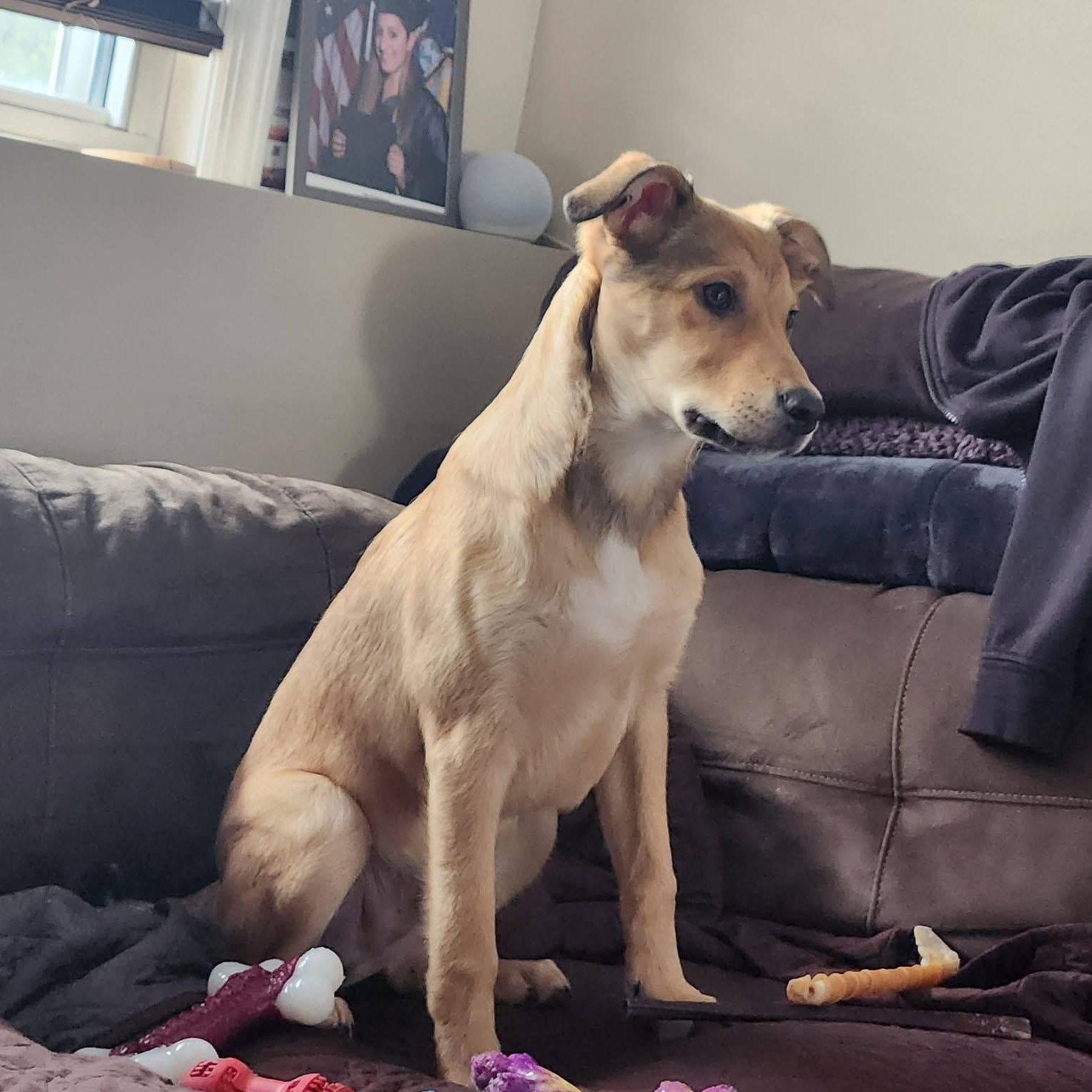 Enlarge Alder, a ADOPTABLE Mixed Breed in Yaphank, NY image 5/6