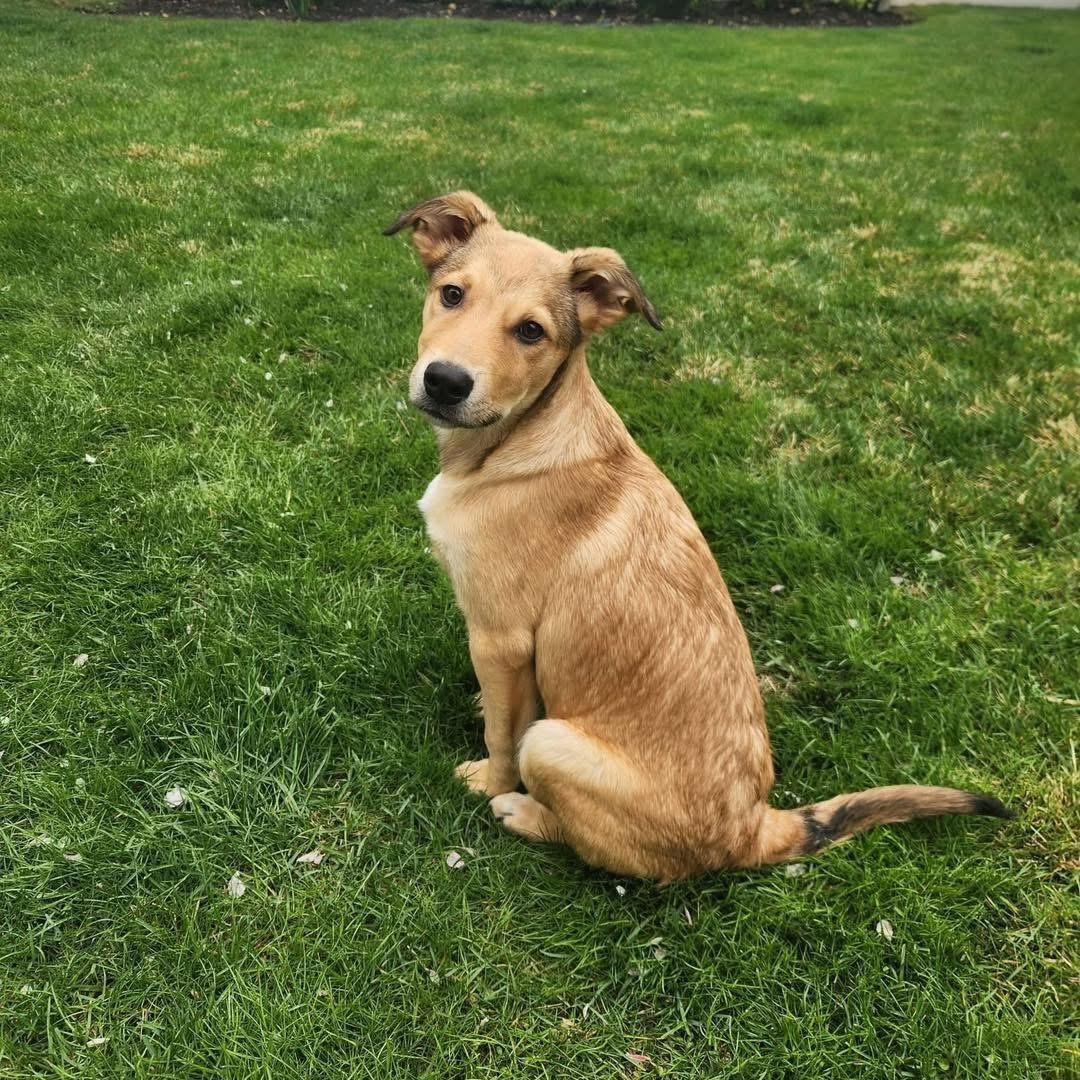 Enlarge Alder, a ADOPTABLE Mixed Breed in Yaphank, NY image 1/6