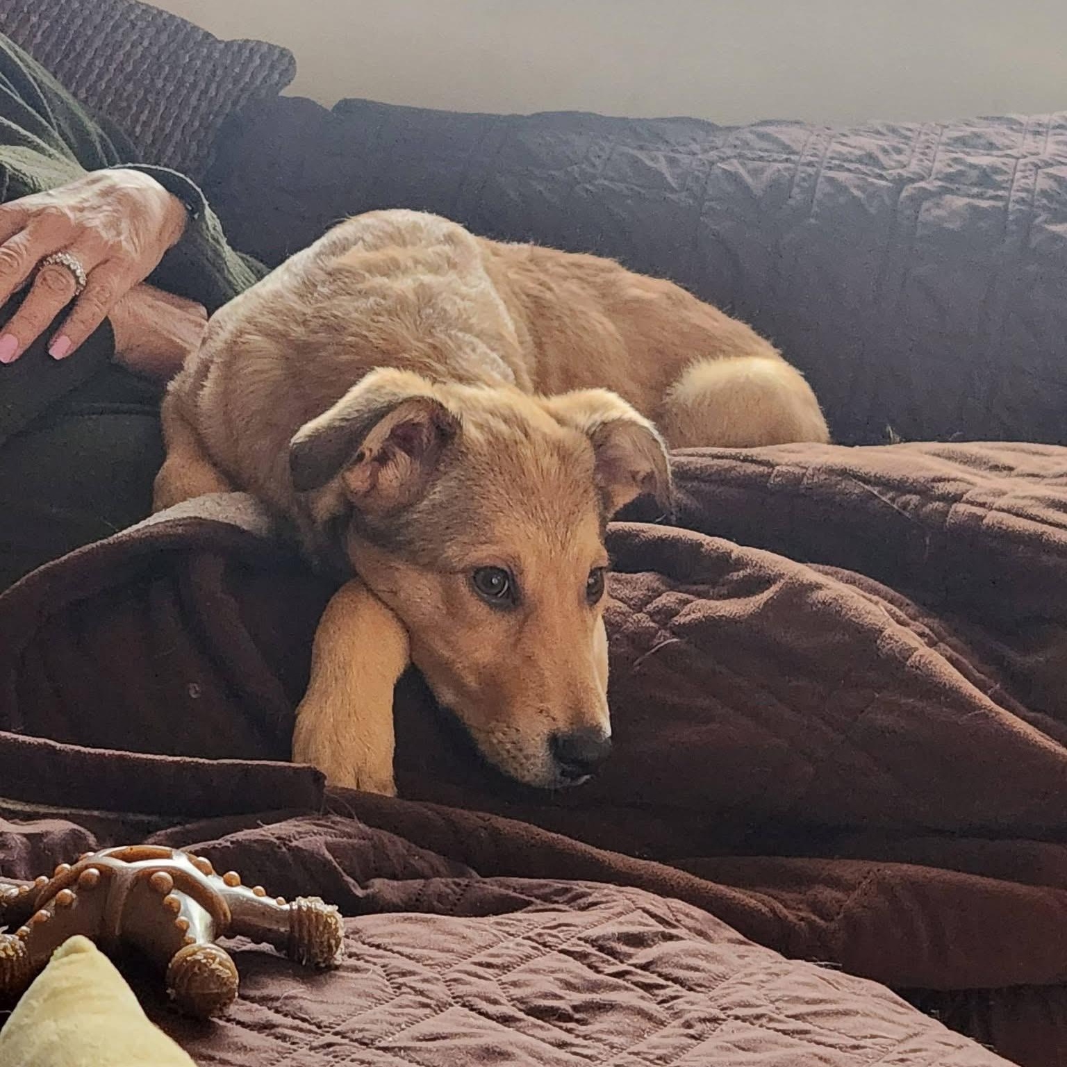 Enlarge Alder, a ADOPTABLE Mixed Breed in Yaphank, NY image 4/6