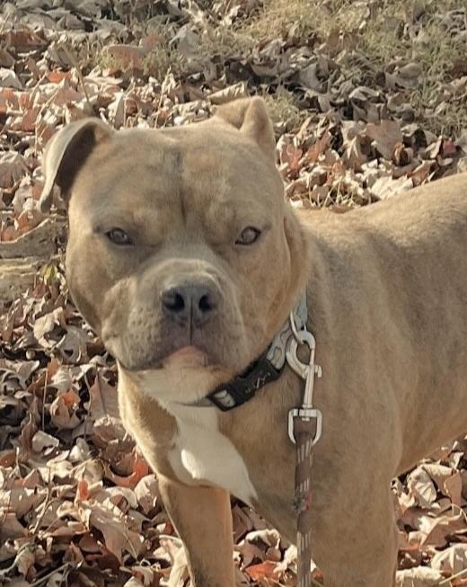 Dog for adoption Sake, a Pit Bull Terrier in Uniontown, PA Petfinder