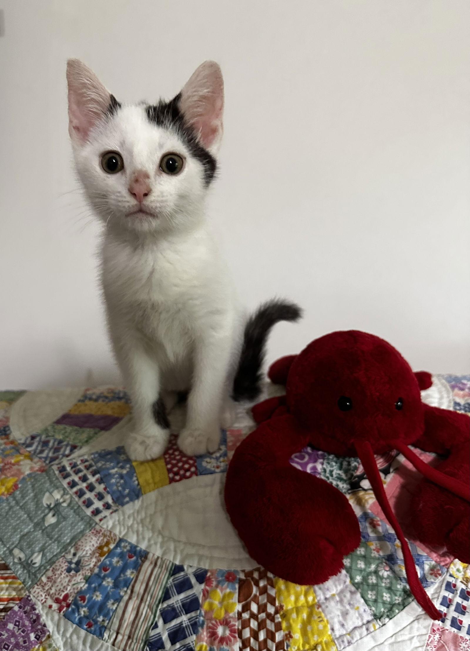 Jayden (PS), Adoptable, Kitten Male Domestic Short Hair.