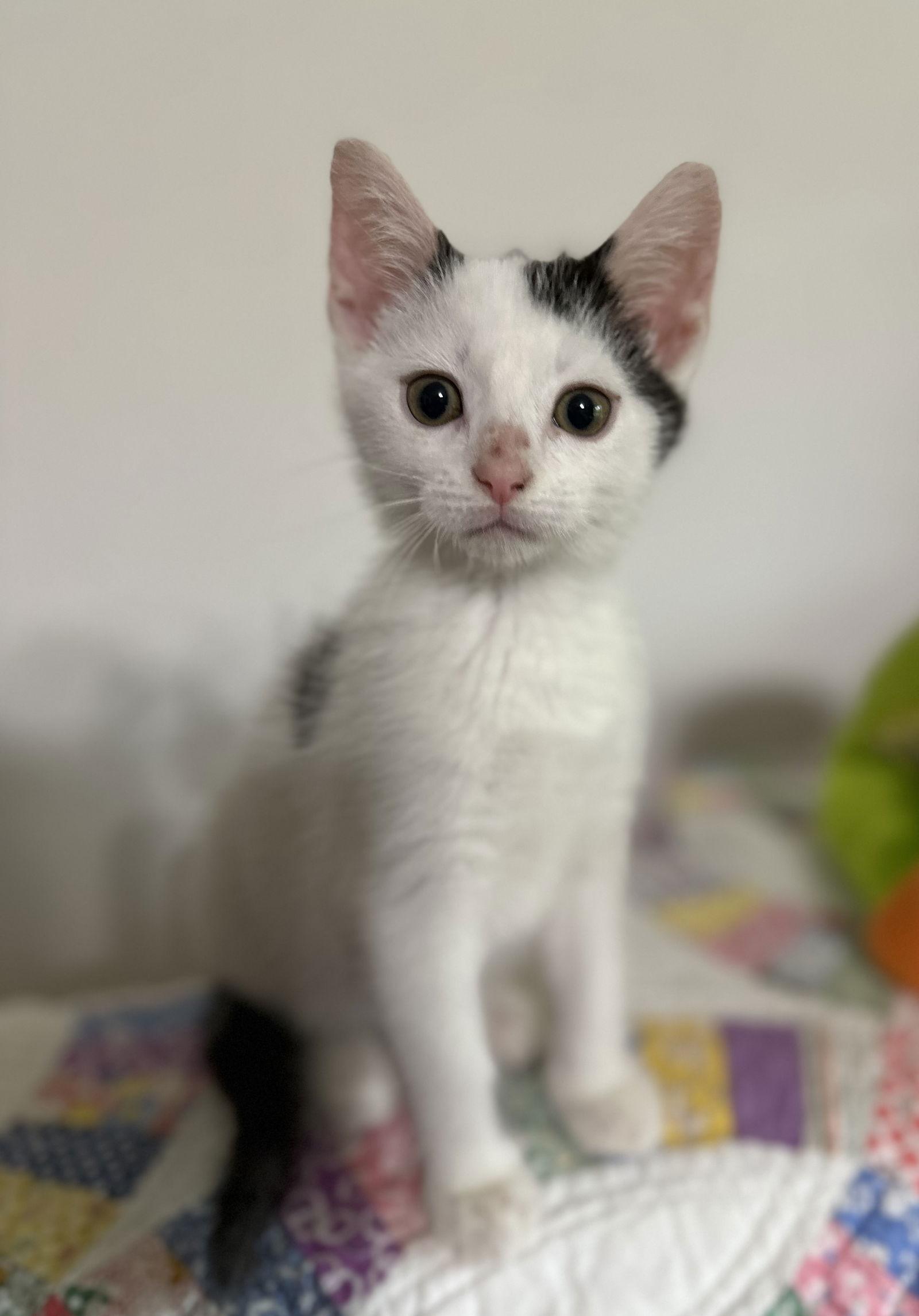 Enlarge Jayden (PS), a Adoptable Domestic Short Hair in Georgetown, KY image 2/3