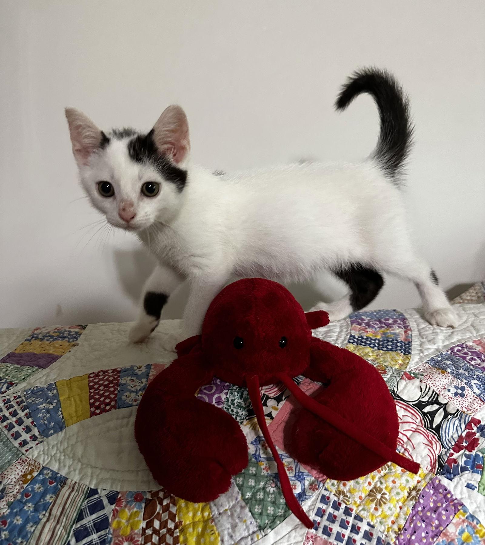 Enlarge Jayden (PS), a Adoptable Domestic Short Hair in Georgetown, KY image 3/3