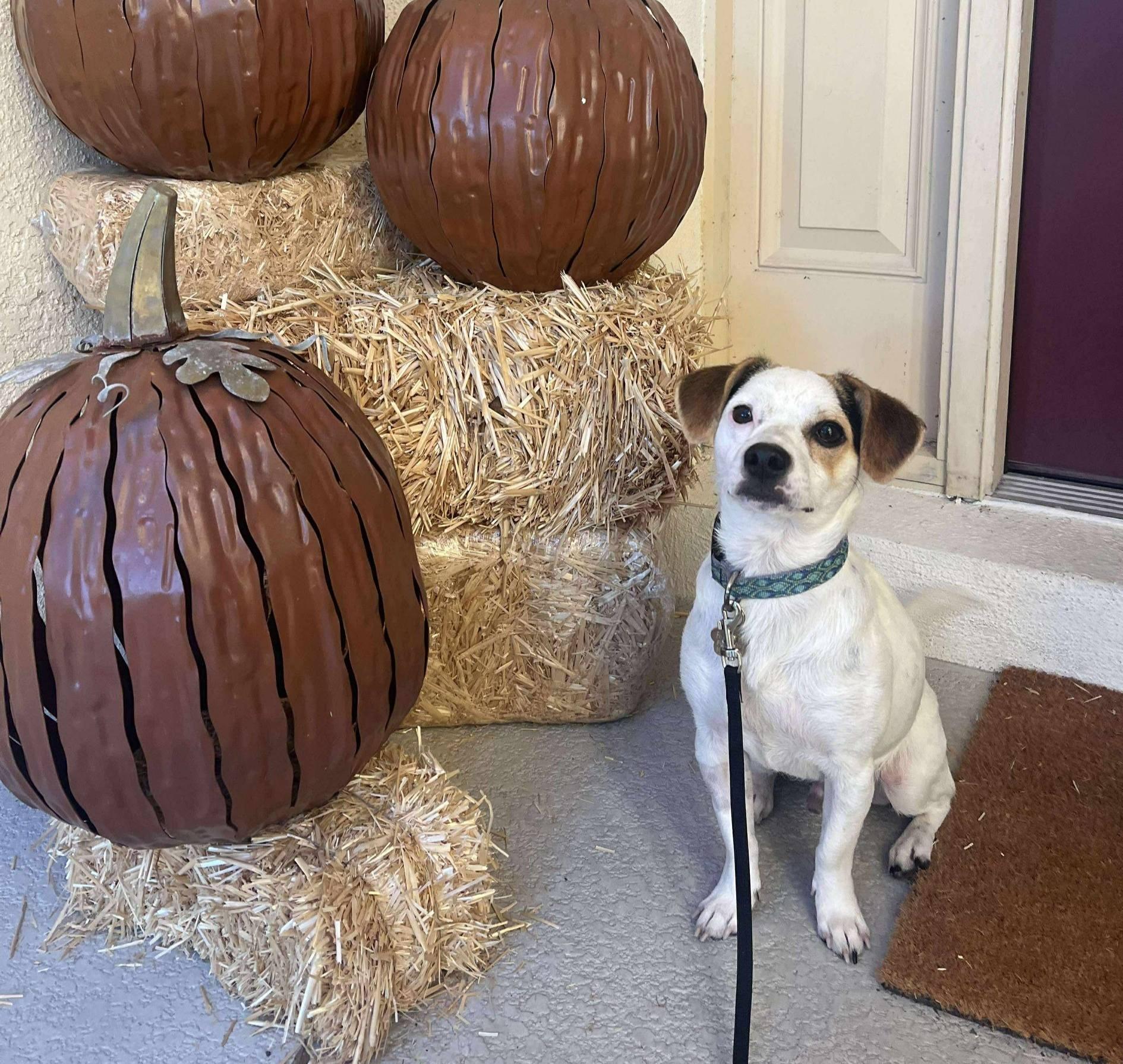 Bingo *JRTMix Puppy*, a Adoptable mixed breed in Riverview, FL image 5/6