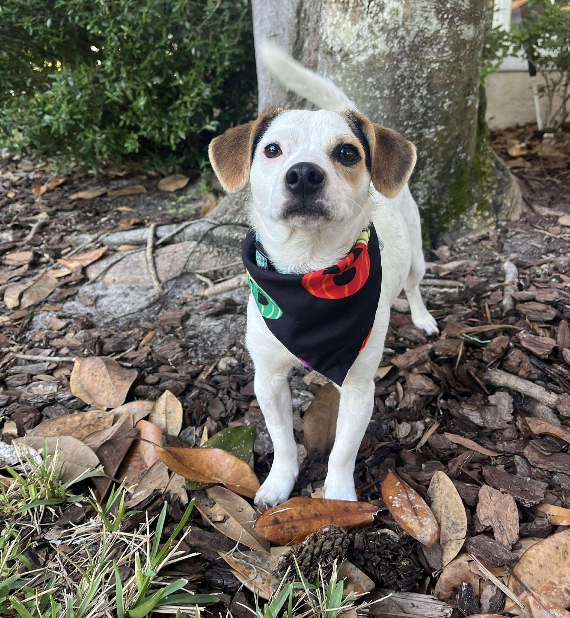 Bingo *JRTMix Puppy*, a Adoptable mixed breed in Riverview, FL image 6/6