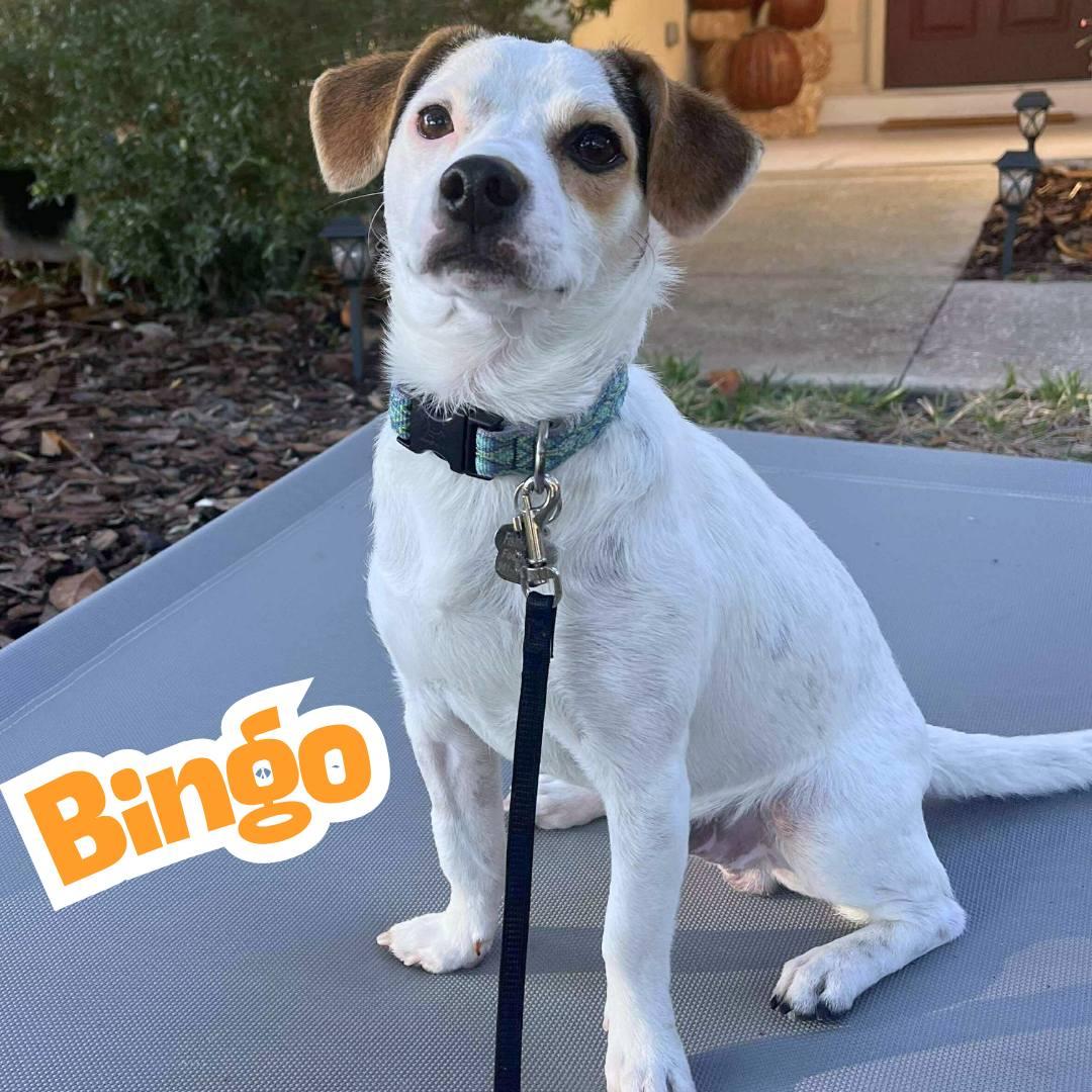 Bingo *JRTMix Puppy*, a Adoptable mixed breed in Riverview, FL image 2/6