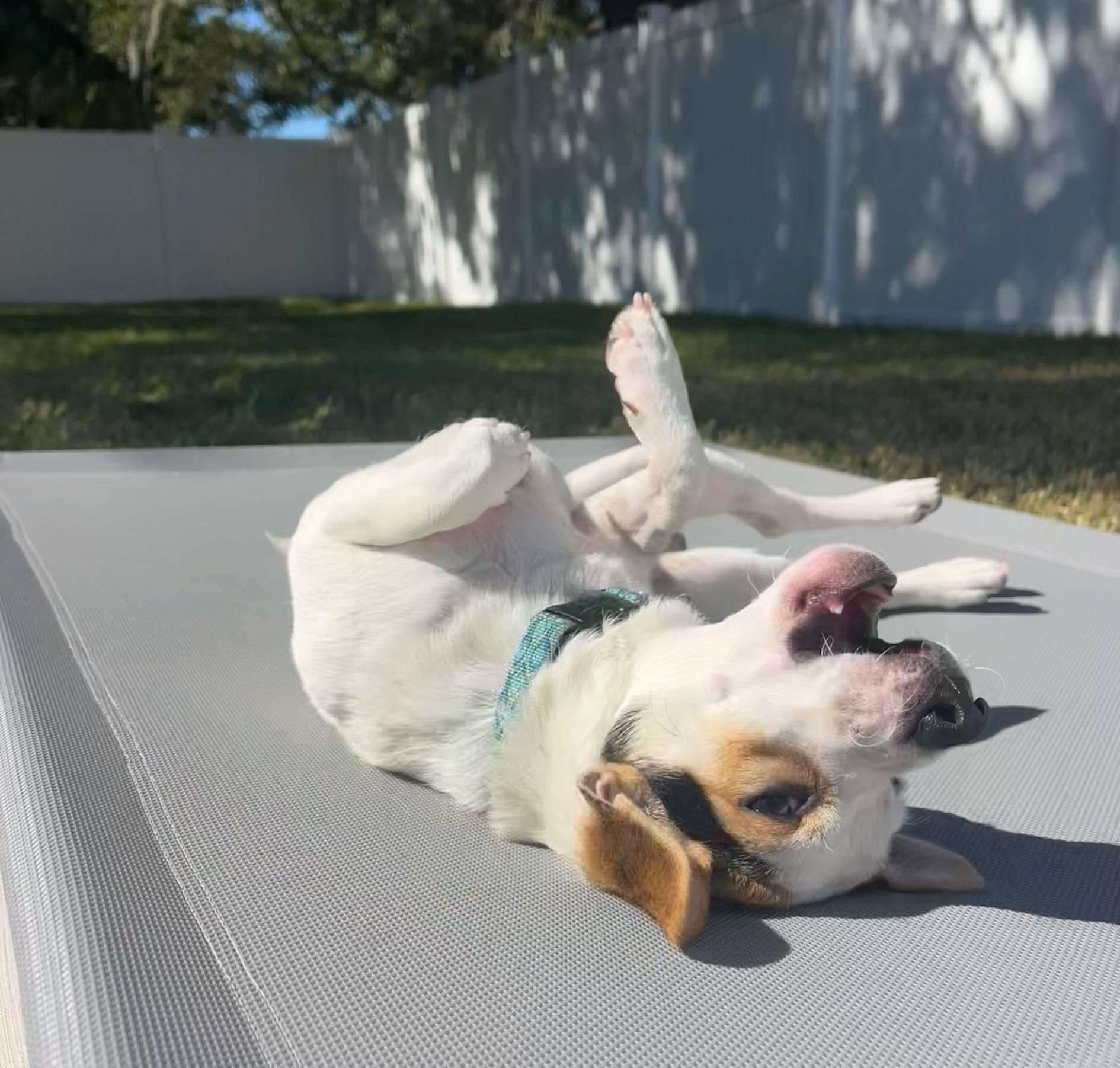 Bingo *JRTMix Puppy*, a Adoptable mixed breed in Riverview, FL image 3/6