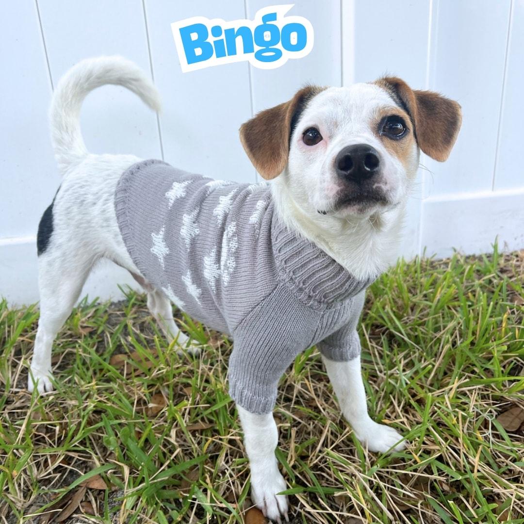 Bingo *JRTMix Puppy*, a Adoptable mixed breed in Riverview, FL image 1/6