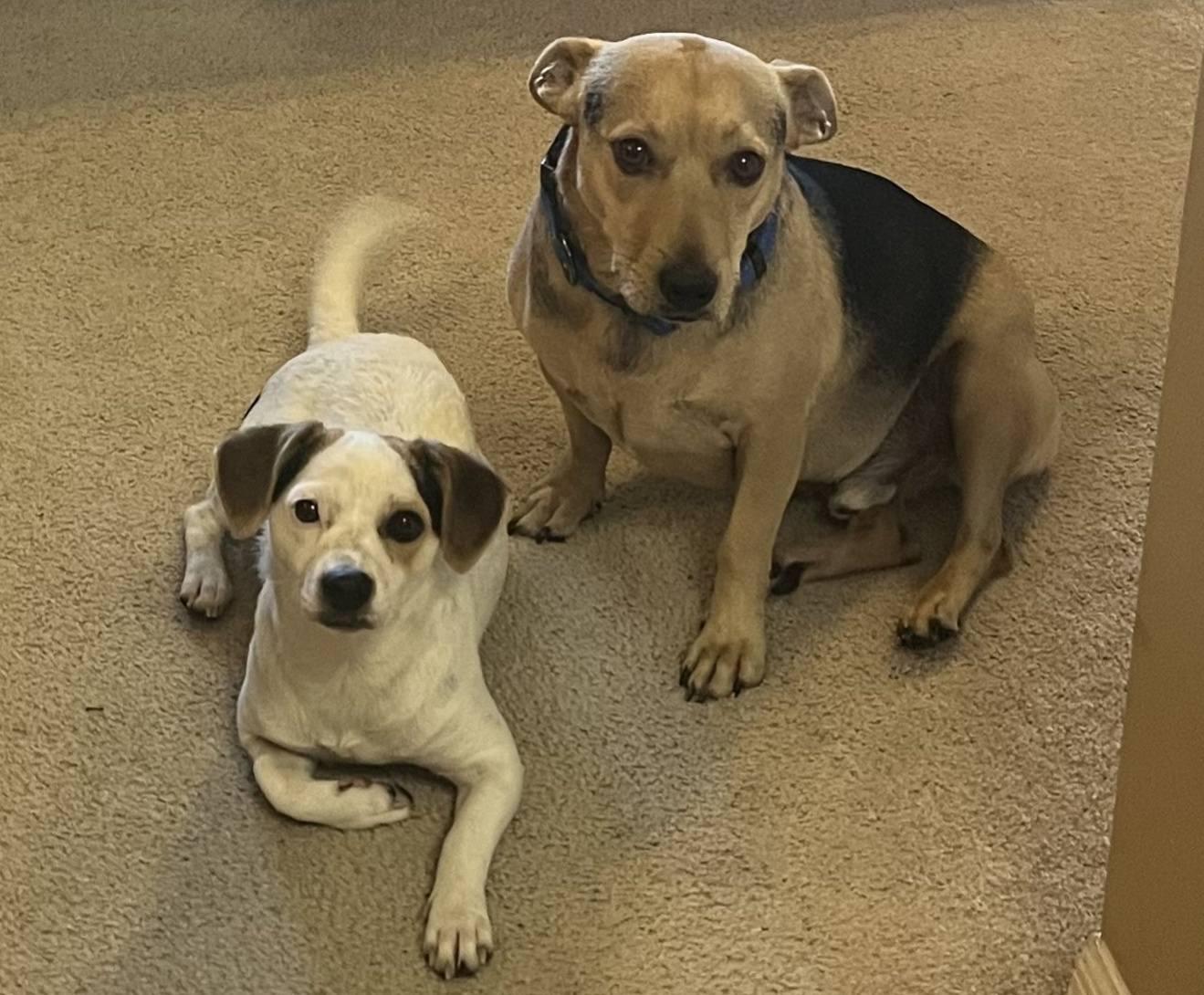 Bingo *JRTMix Puppy*, a Adoptable mixed breed in Riverview, FL image 4/6