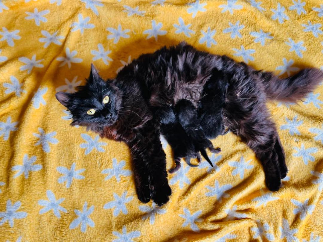 Pantheress, Adopted, Kitten Female Domestic Long Hair & Maine Coon.