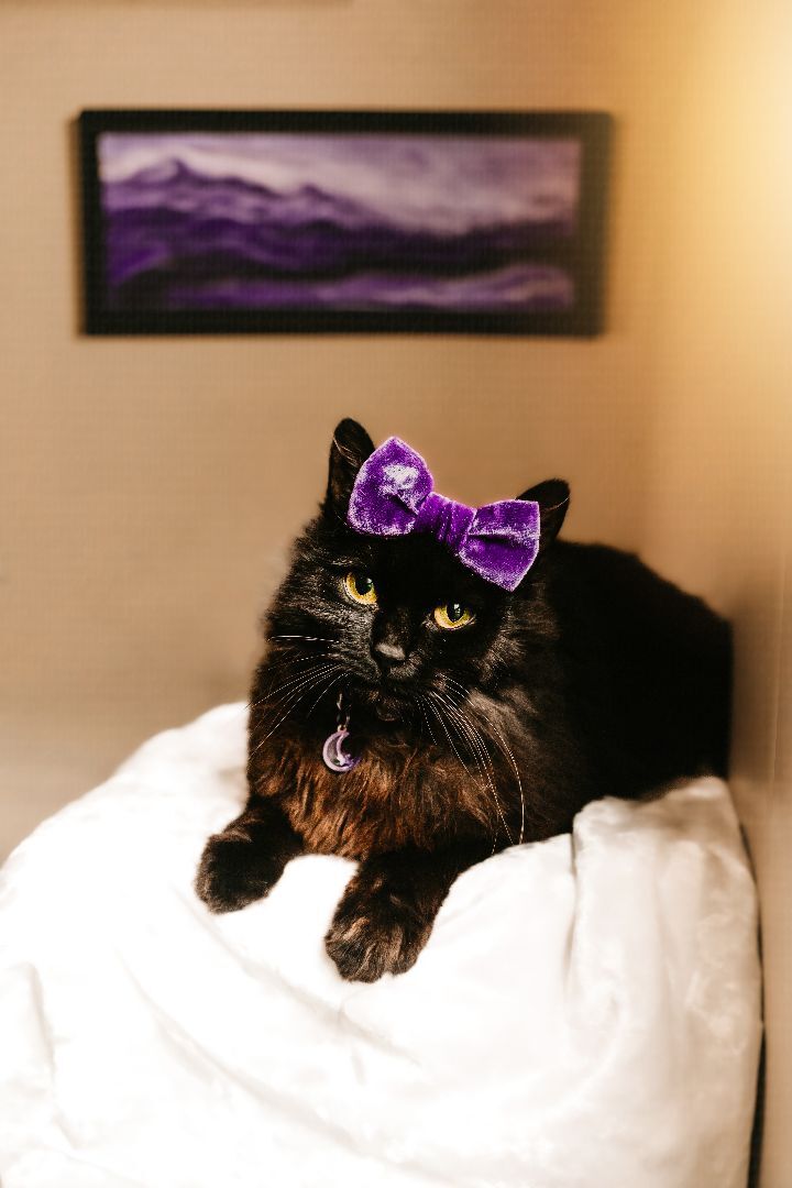 Pantheress, a Adopted mixed breed in Mooresville, NC image 3/8