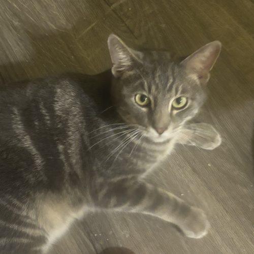 Enlarge Marble, a Adoptable Domestic Short Hair in Kirksville, MO image 2/5