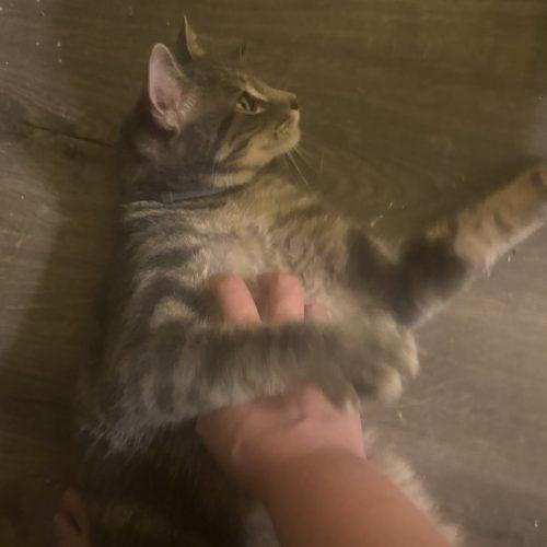 Enlarge Marble, a Adoptable Domestic Short Hair in Kirksville, MO image 3/5