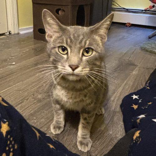 Enlarge Marble, a Adoptable Domestic Short Hair in Kirksville, MO image 4/5