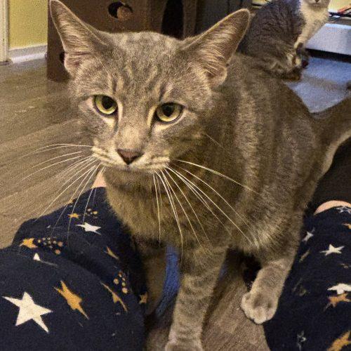 Enlarge Marble, a Adoptable Domestic Short Hair in Kirksville, MO image 5/5