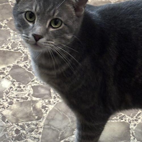 Marble, a Adoptable Domestic Short Hair in Kirksville, MO image 1/4