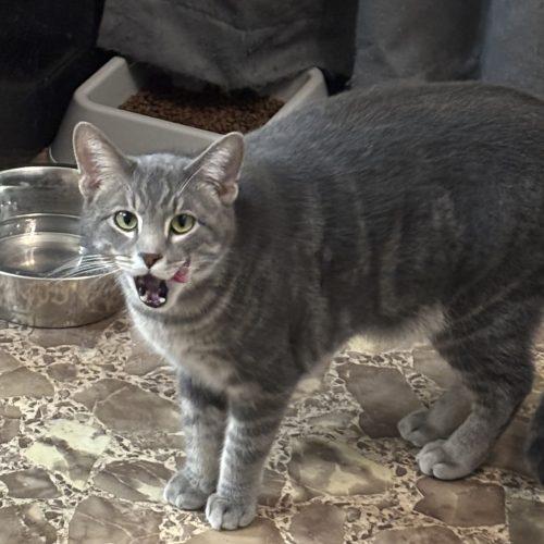 Marble, a Adoptable Domestic Short Hair in Kirksville, MO image 2/4